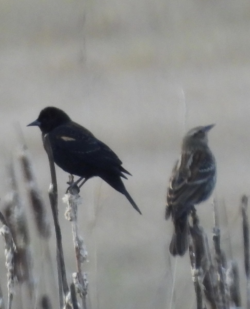Red-winged Blackbird - ML646272929