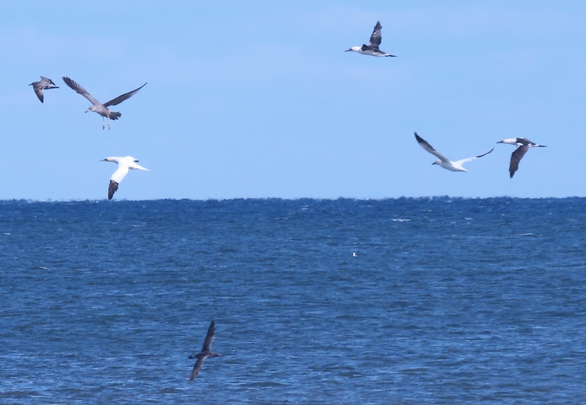 terej bílý - ML646272931