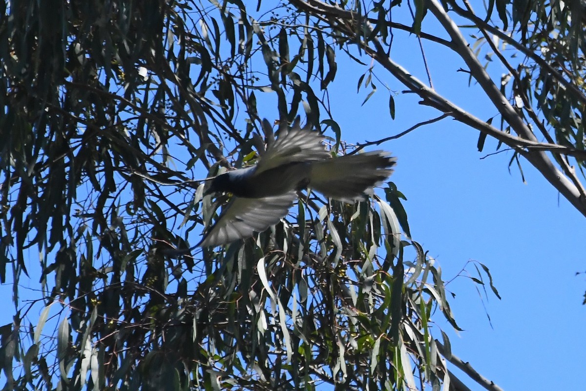 オーストラリアオニサンショウクイ - ML646272936