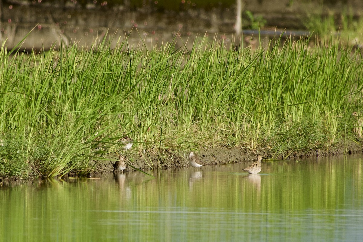 חרטומית ביצות - ML646272937