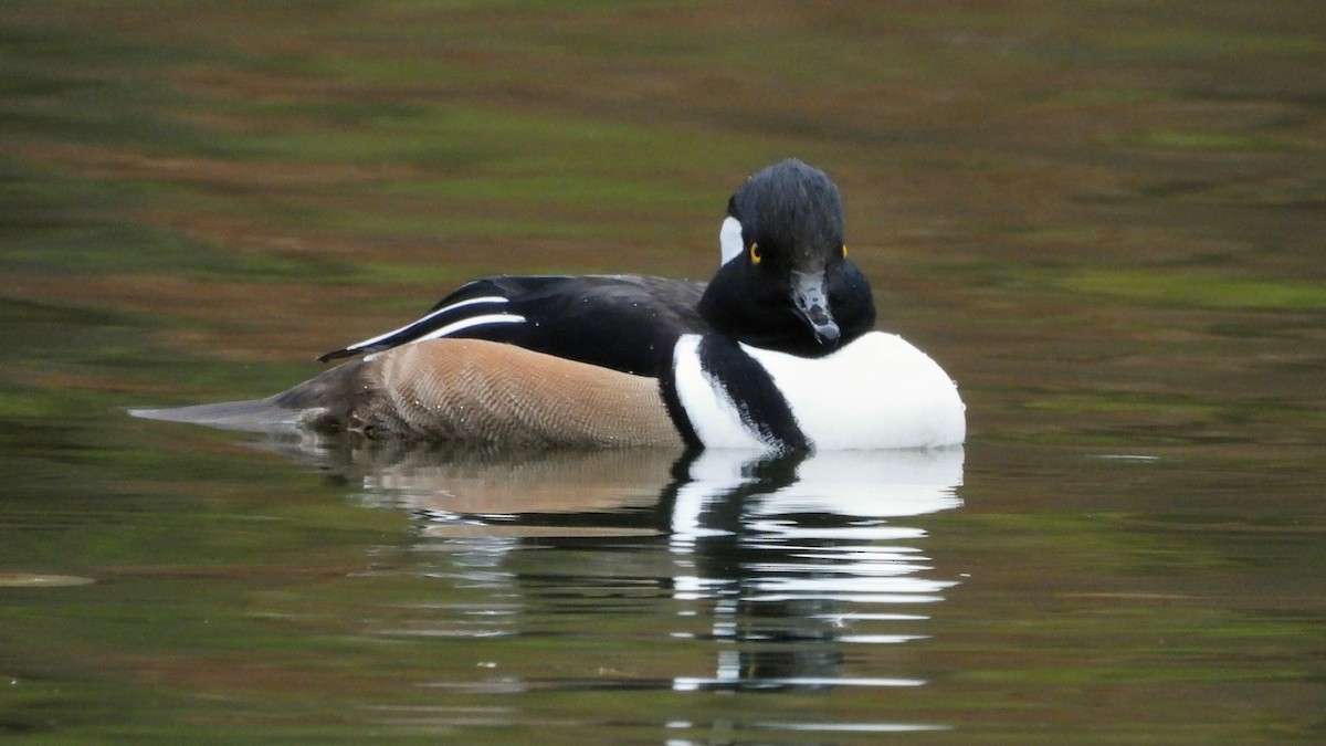 Hooded Merganser - ML646272938