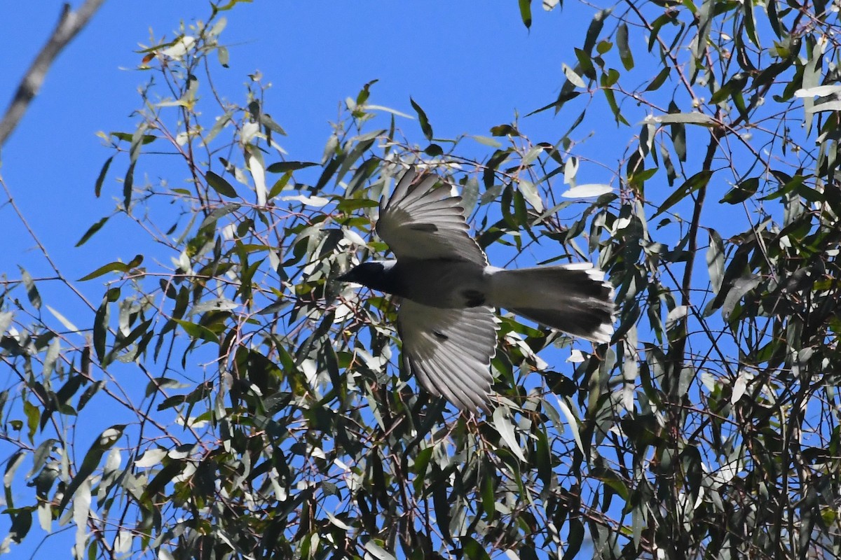 オーストラリアオニサンショウクイ - ML646272948