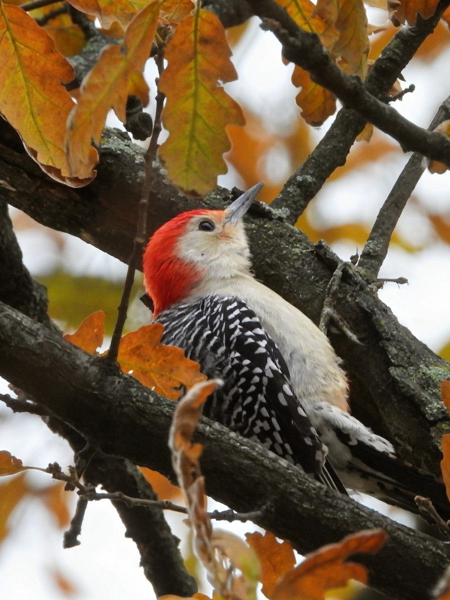 Red-bellied Woodpecker - ML646272949