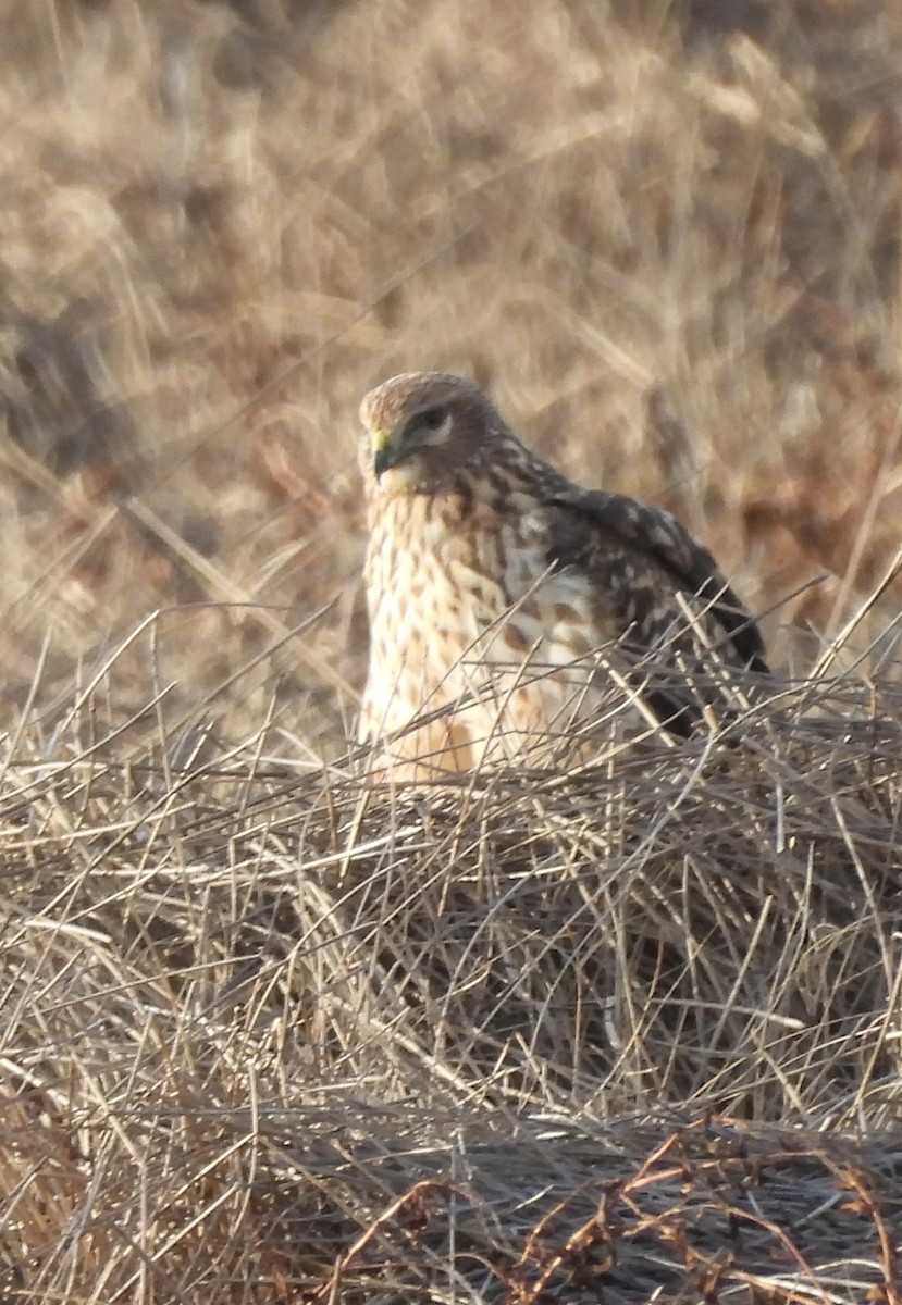 Northern Harrier - ML646272950