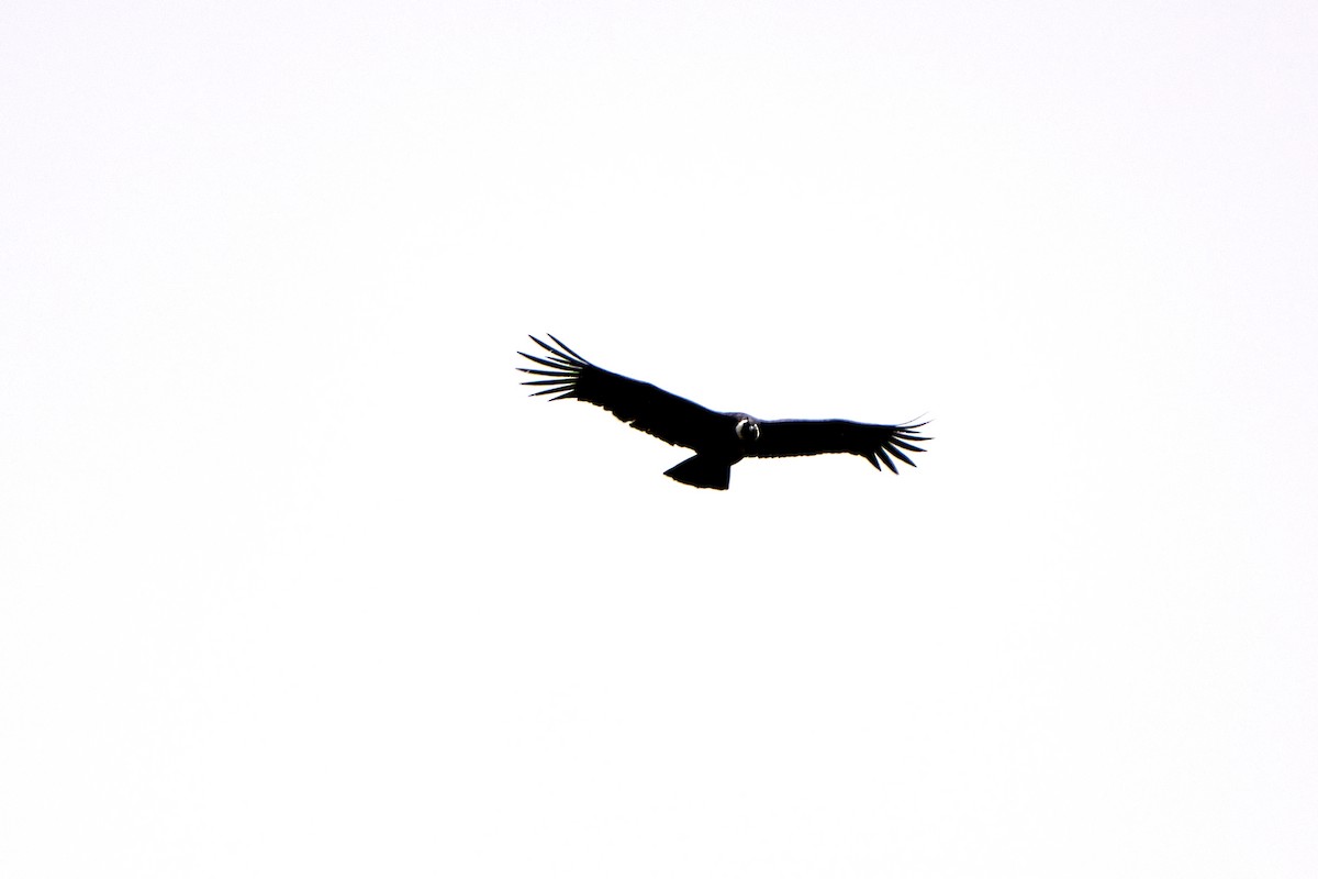 Andean Condor - ML646272951
