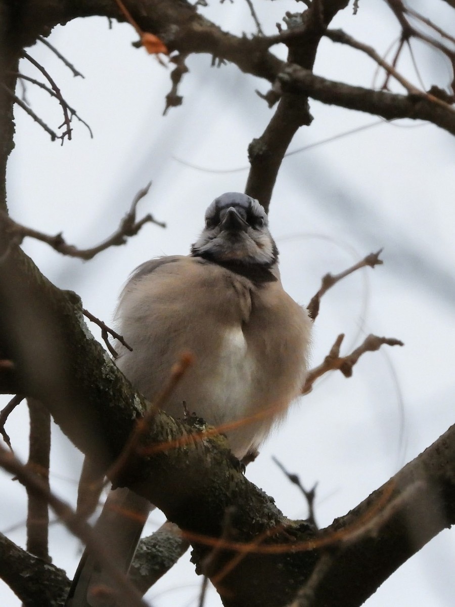 Blue Jay - ML646272952