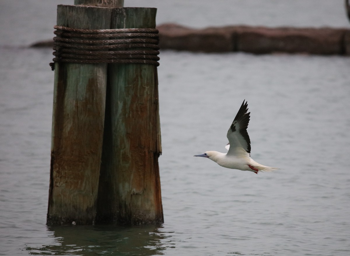 Red-footed Booby - ML646272953