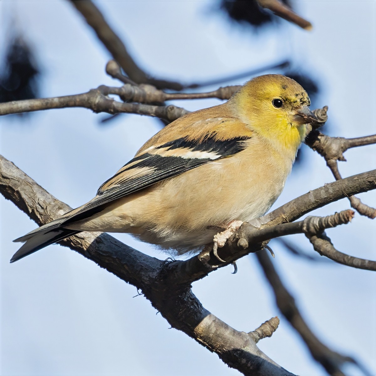 American Goldfinch - ML646272954
