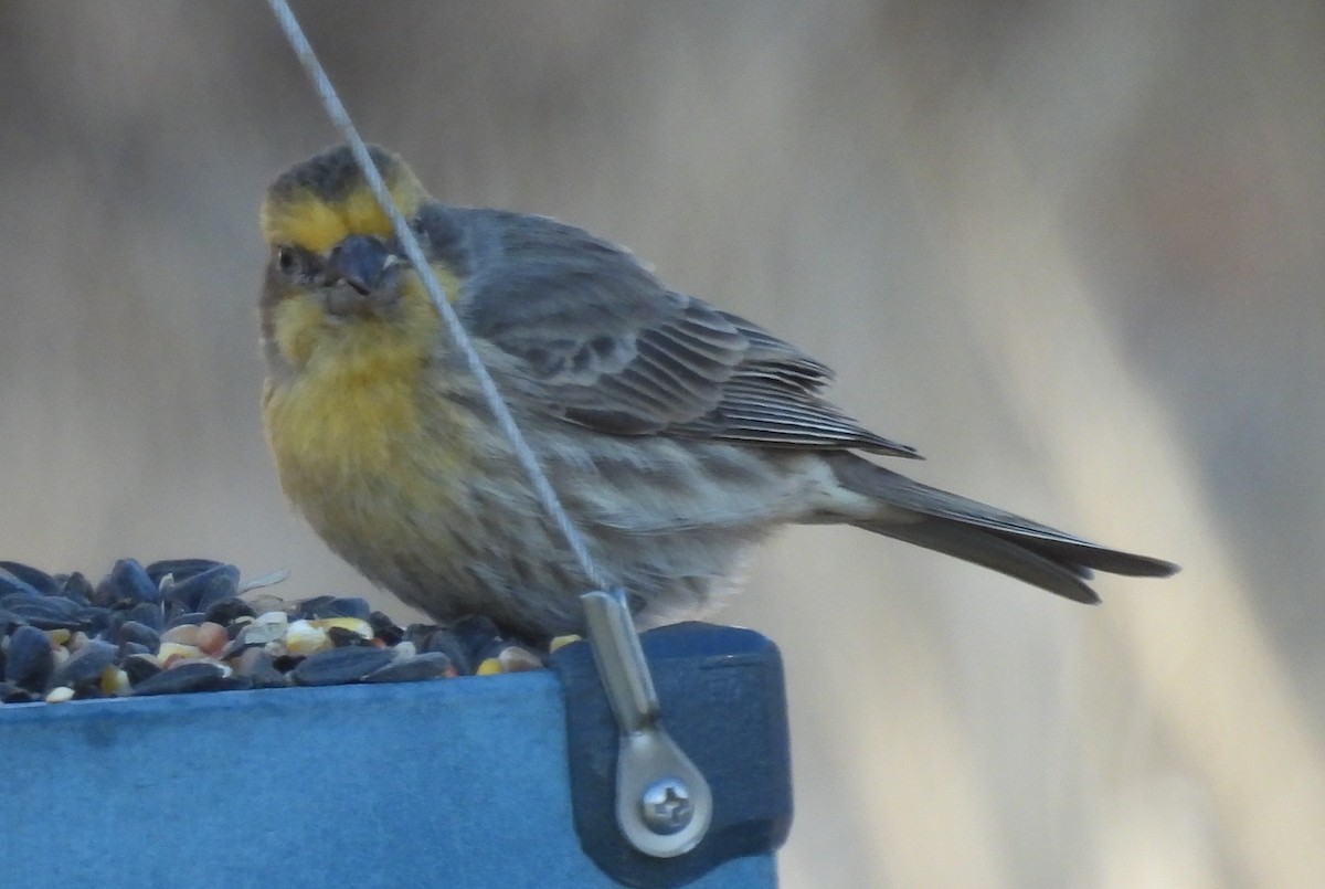 House Finch - ML646272955