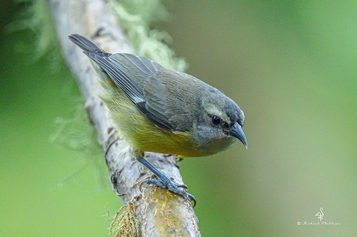 Цереба - ML646272958