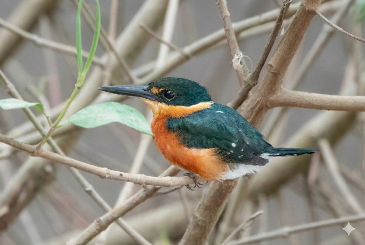 bronseisfugl - ML646272961