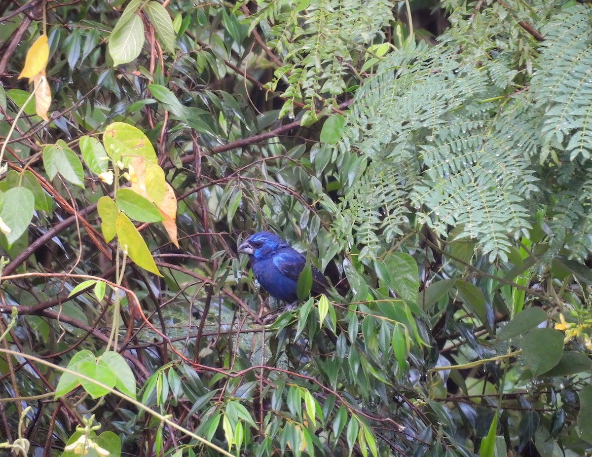 Ultramarine Grosbeak - ML646272962
