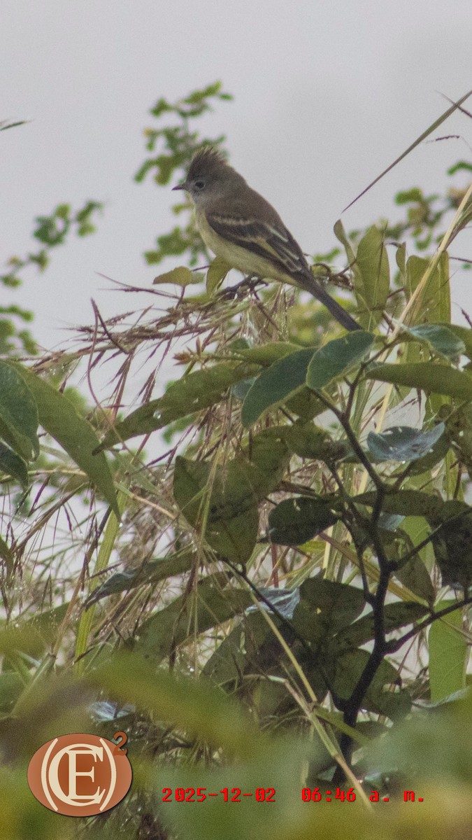 Желтобрюхая эления - ML646272965