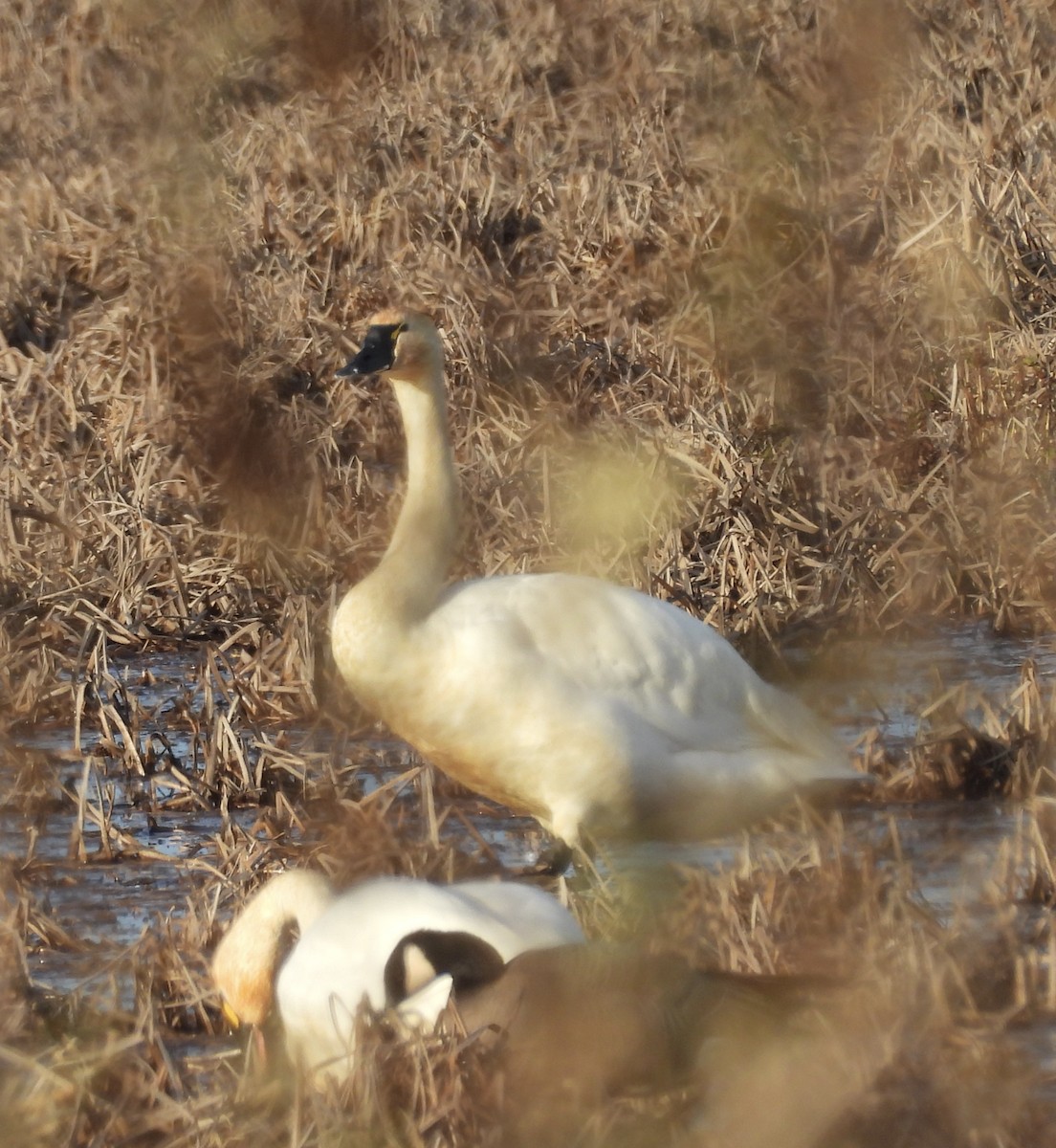 Tundra Swan - ML646272967