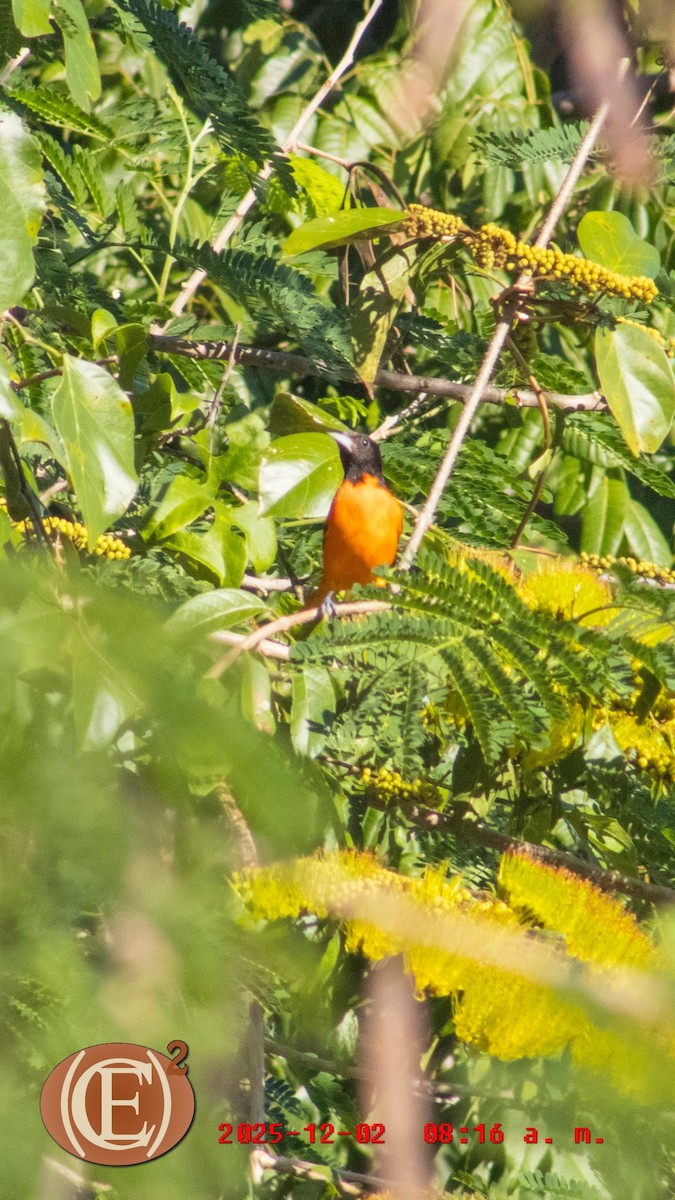 Балтиморский трупиал - ML646272971