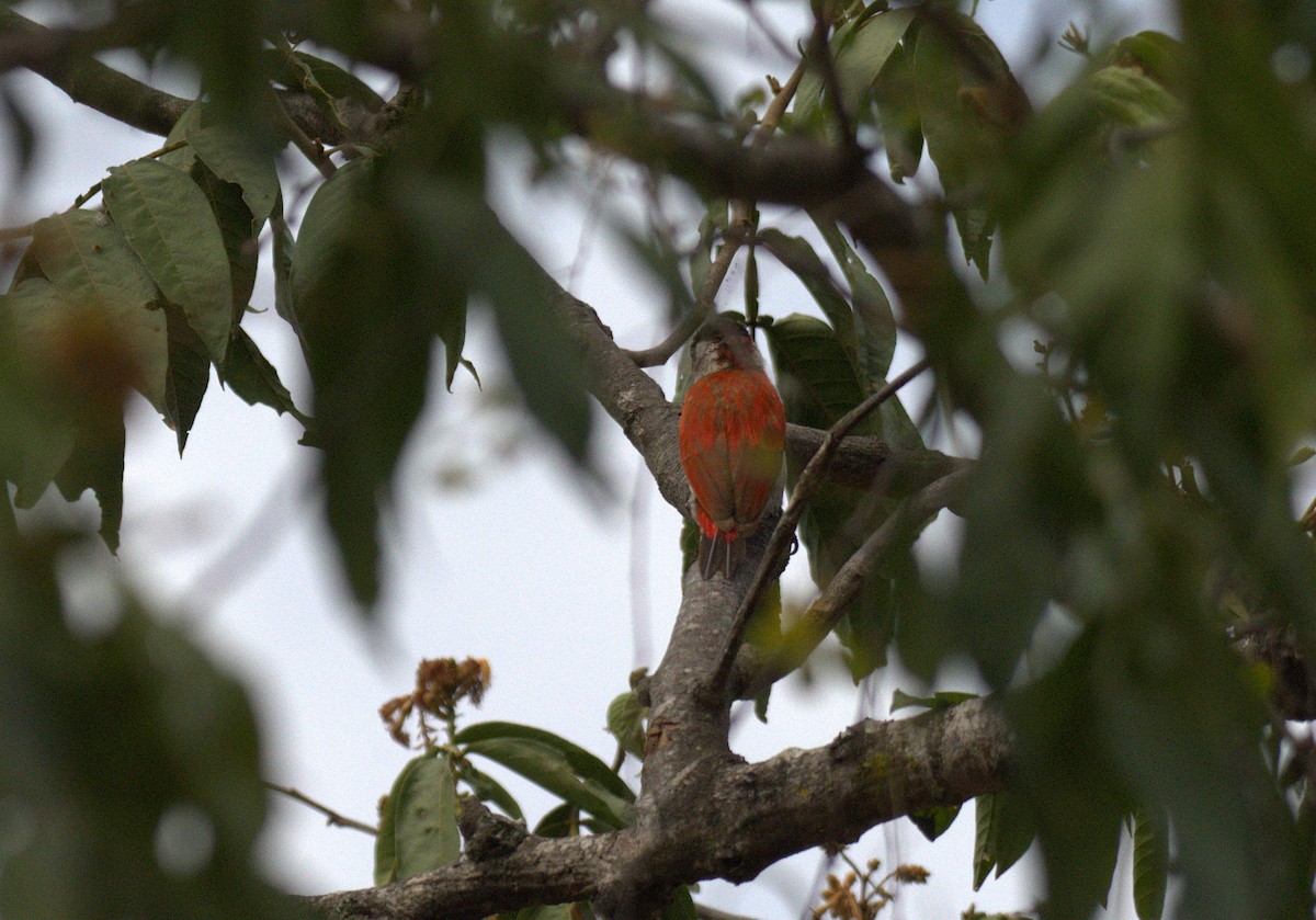 Scarlet-backed Woodpecker - ML646272972