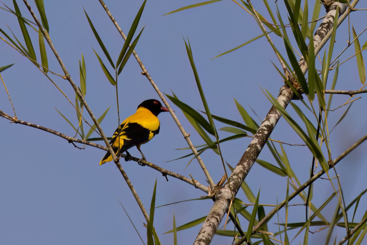 Black-hooded Oriole - ML646272973