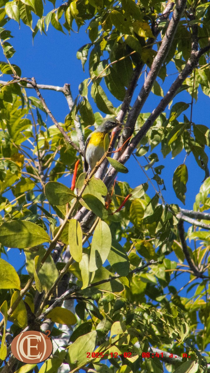 Northern Parula - ML646272977