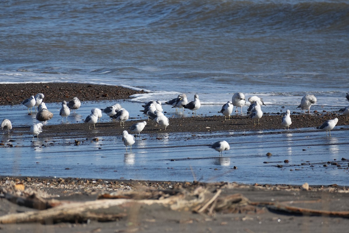 黑尾鷗 - ML646272980