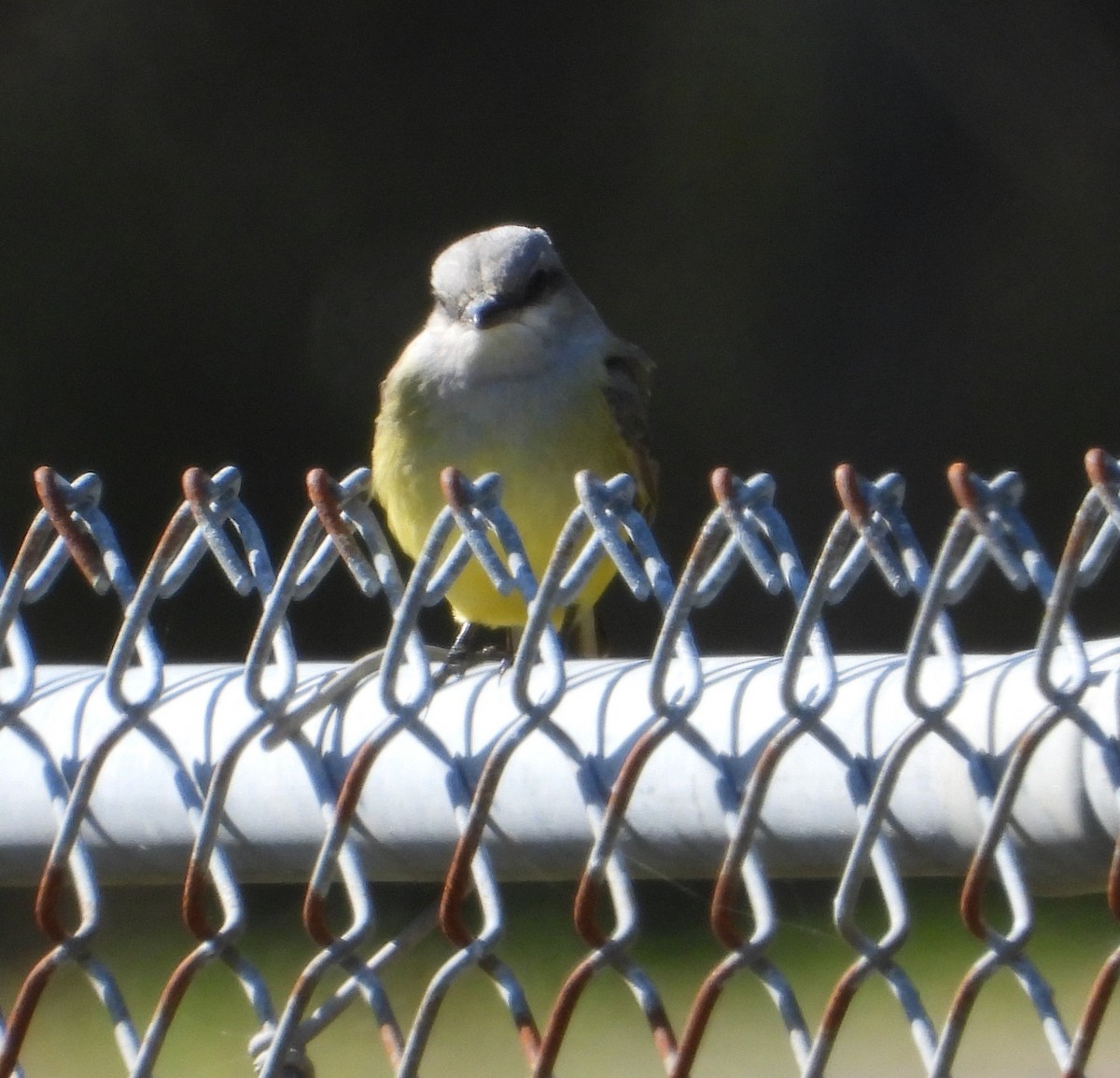 Western Kingbird - ML646272982
