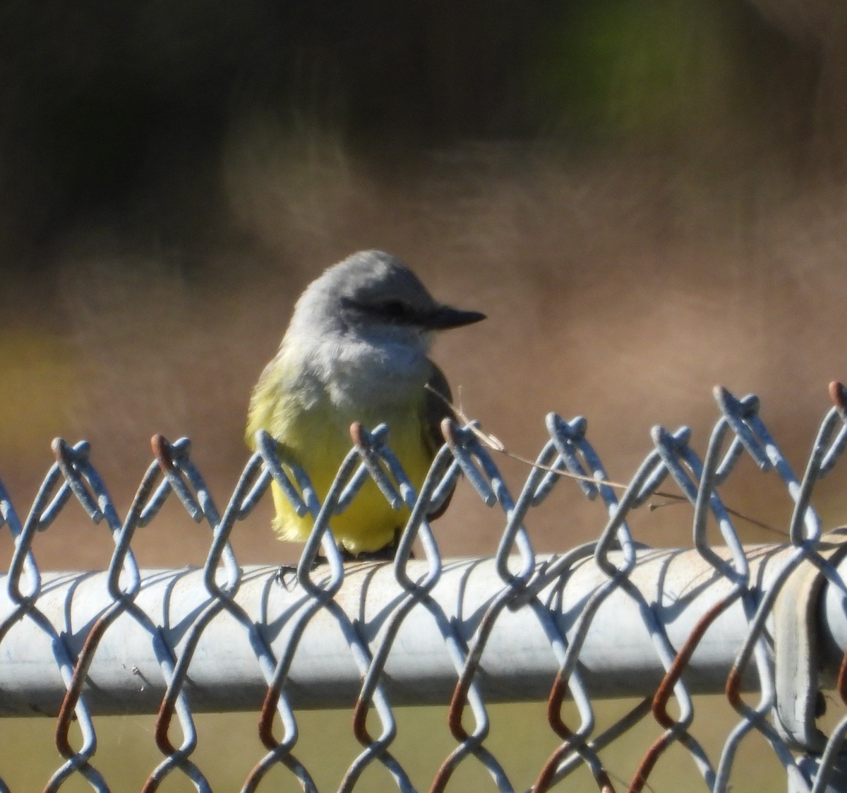 Western Kingbird - ML646272983