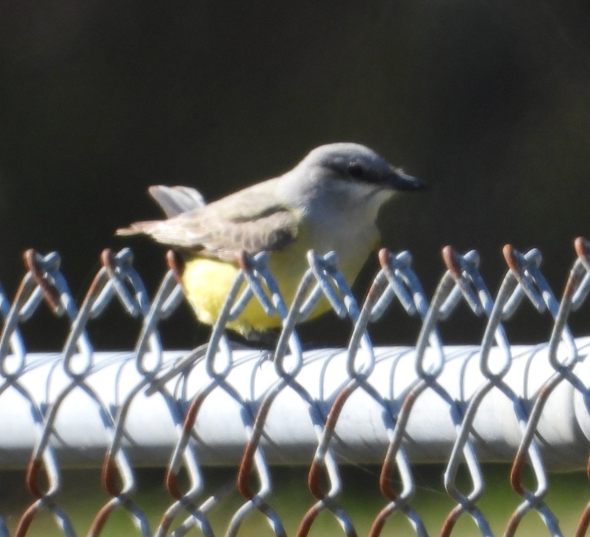Western Kingbird - ML646272984