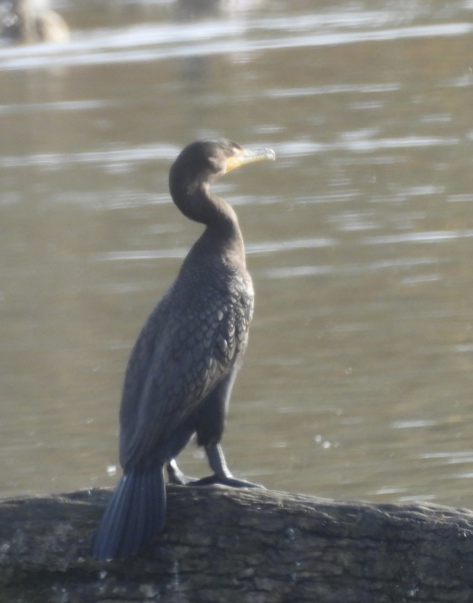 Double-crested Cormorant - ML646272985