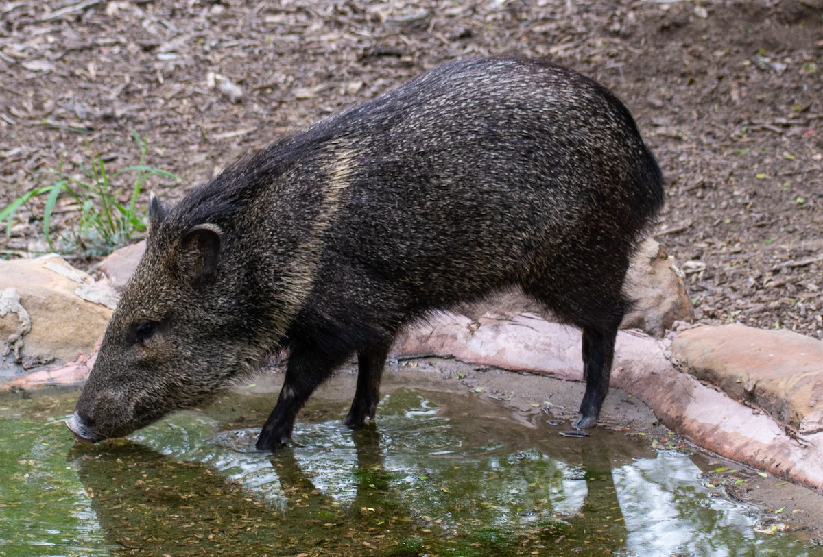 Collared Peccary - ML646272986