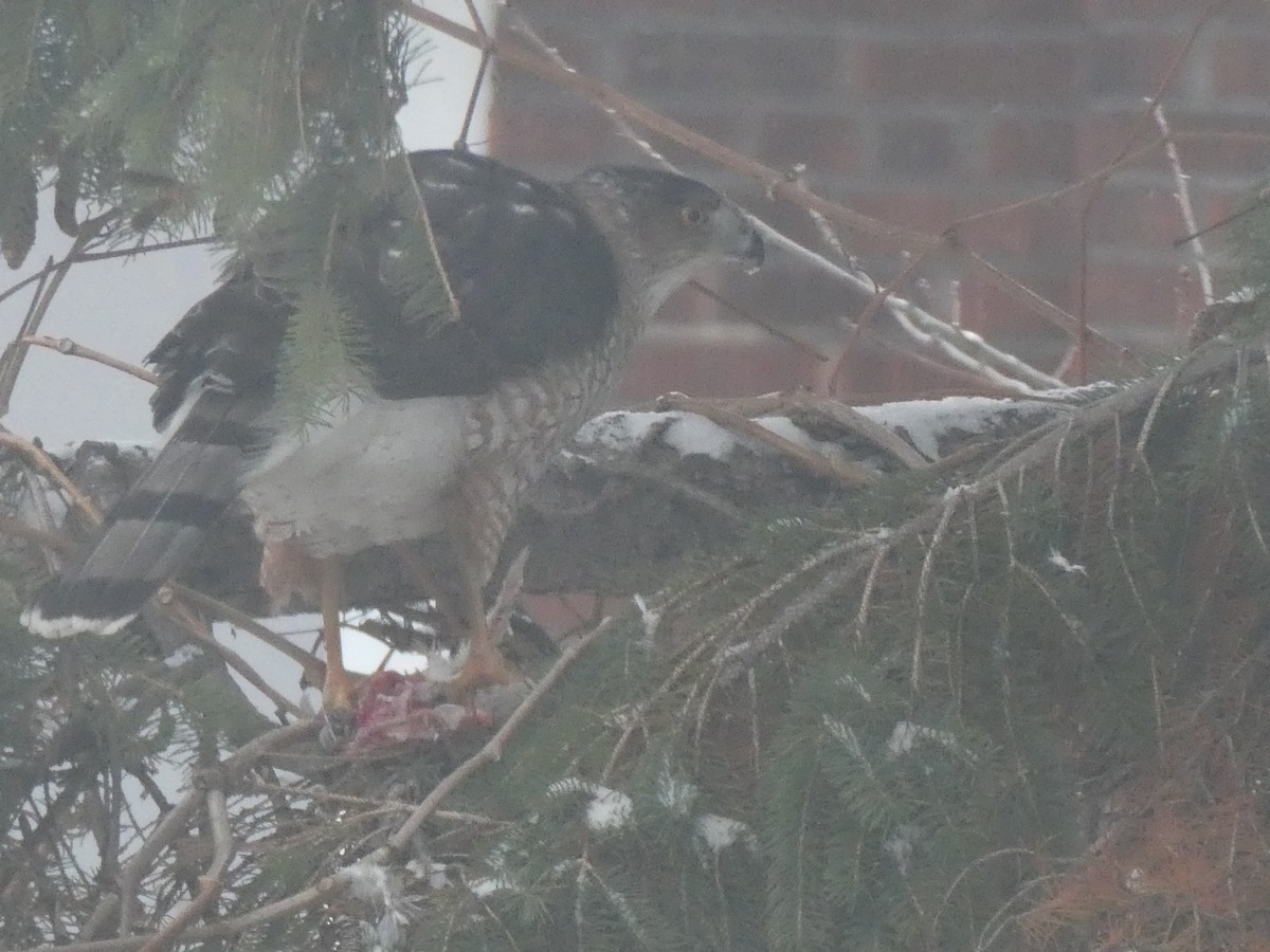 Cooper's Hawk - ML646272987