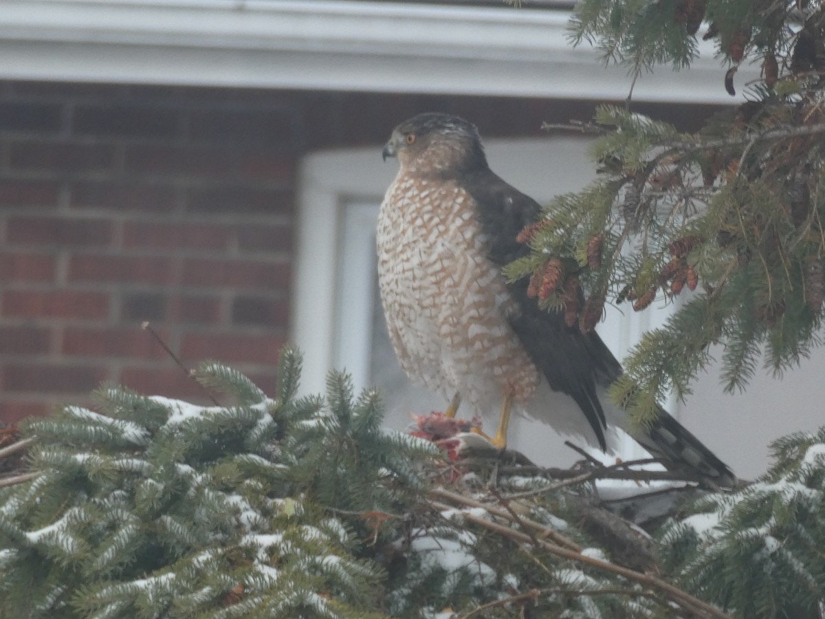 Cooper's Hawk - ML646272988