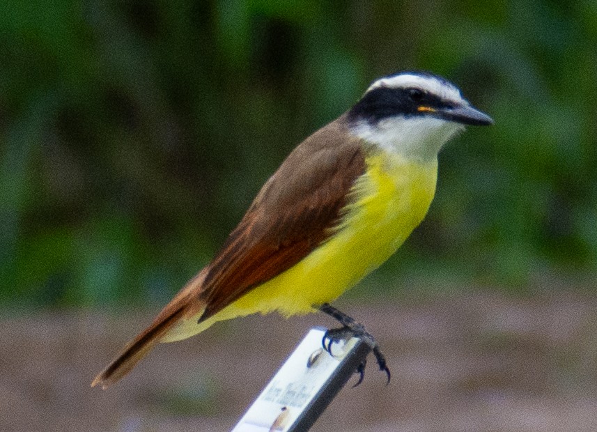 Great Kiskadee - ML646272991