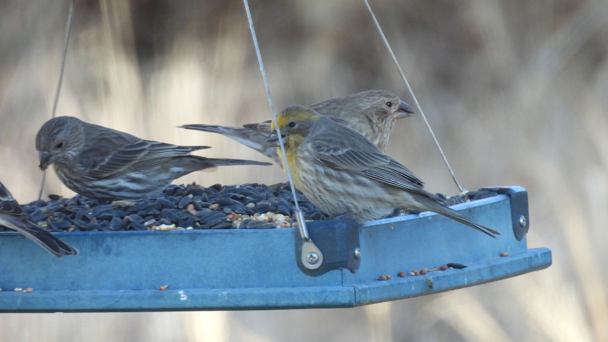 House Finch - ML646272997