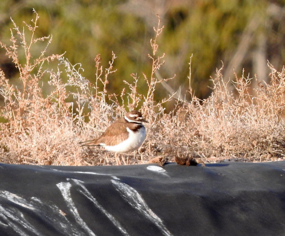 Killdeer - ML646272998