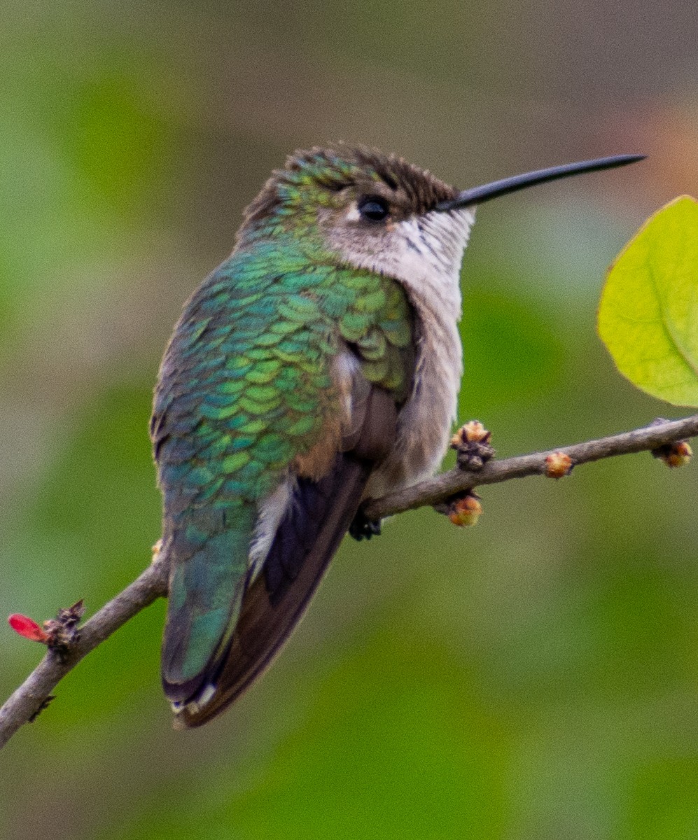 Black-chinned Hummingbird - ML646273003