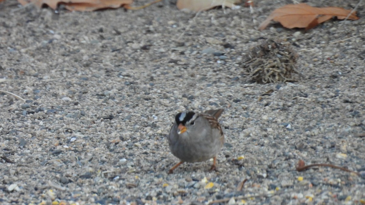 White-crowned Sparrow (Gambel's) - ML646273004
