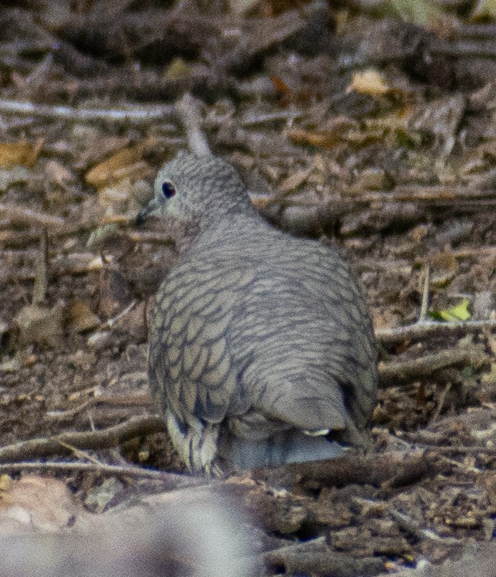 Inca Dove - ML646273005