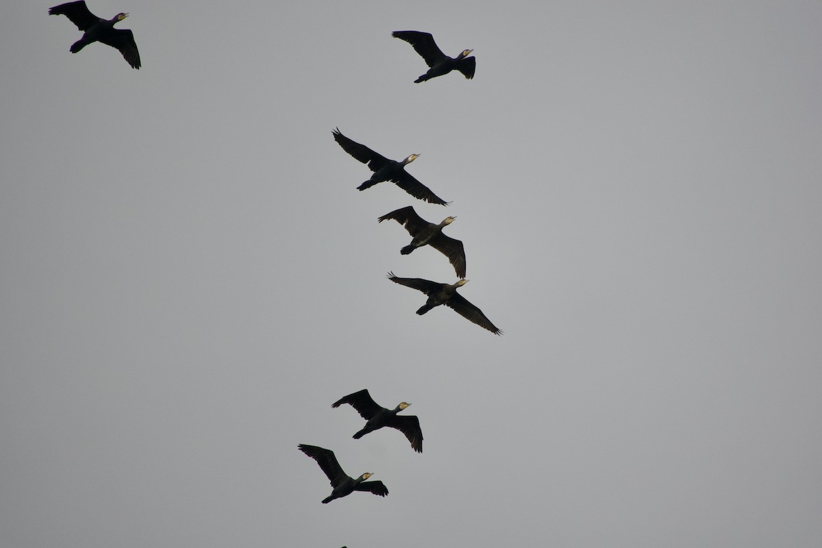 Great Cormorant - ML646273006