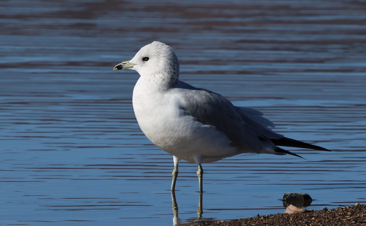 Gavina americana - ML646273008