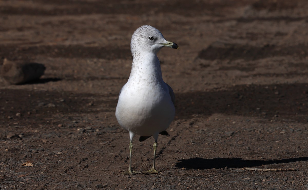 Gavina americana - ML646273009