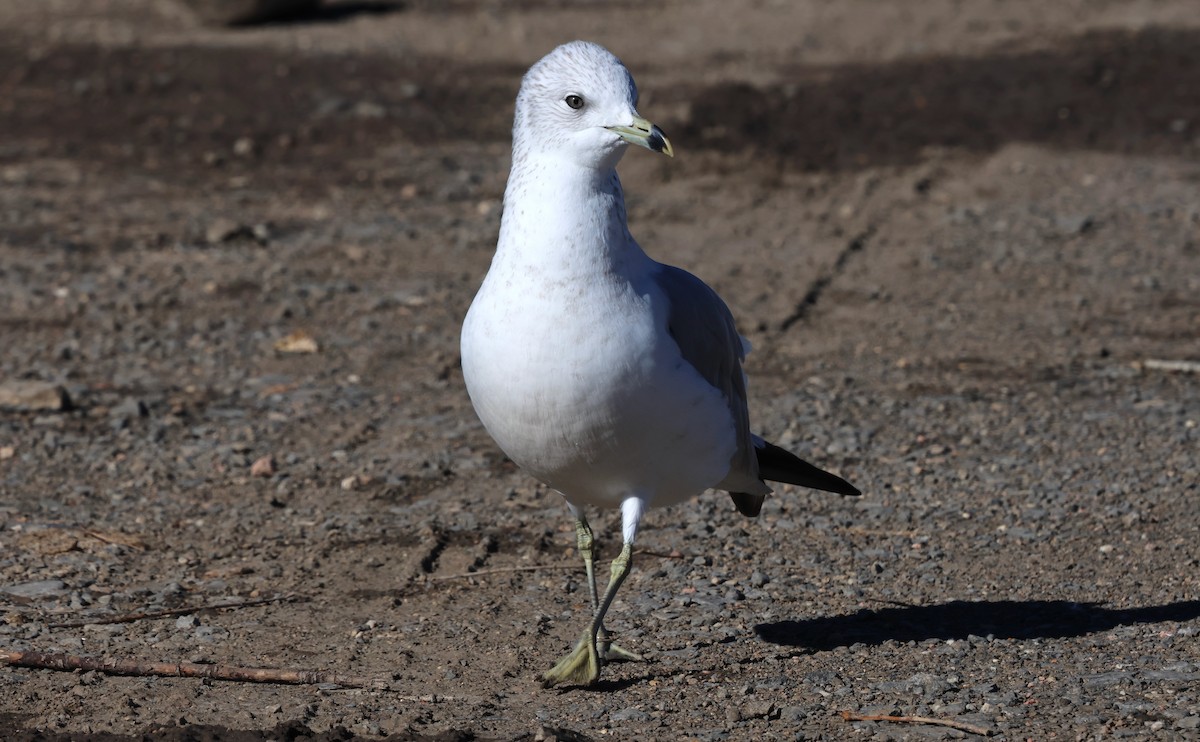 Gavina americana - ML646273010