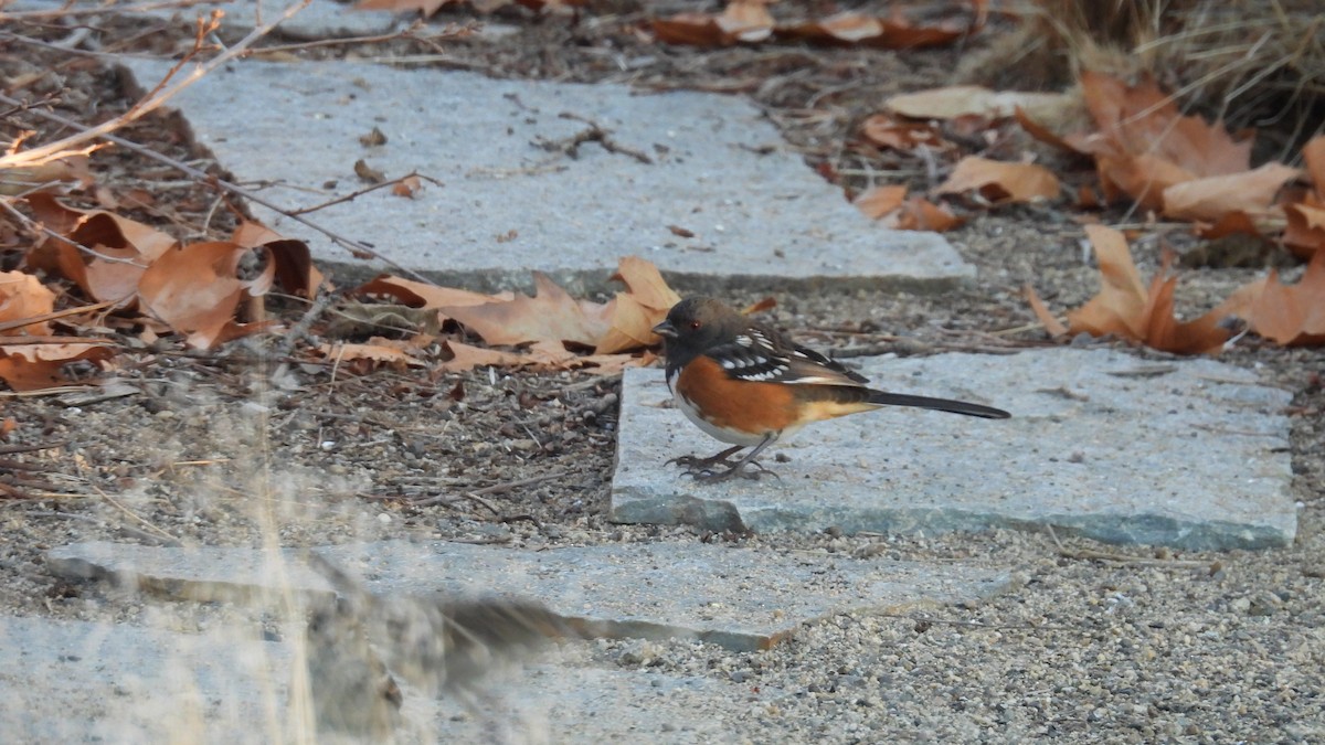 Spotted Towhee - ML646273014