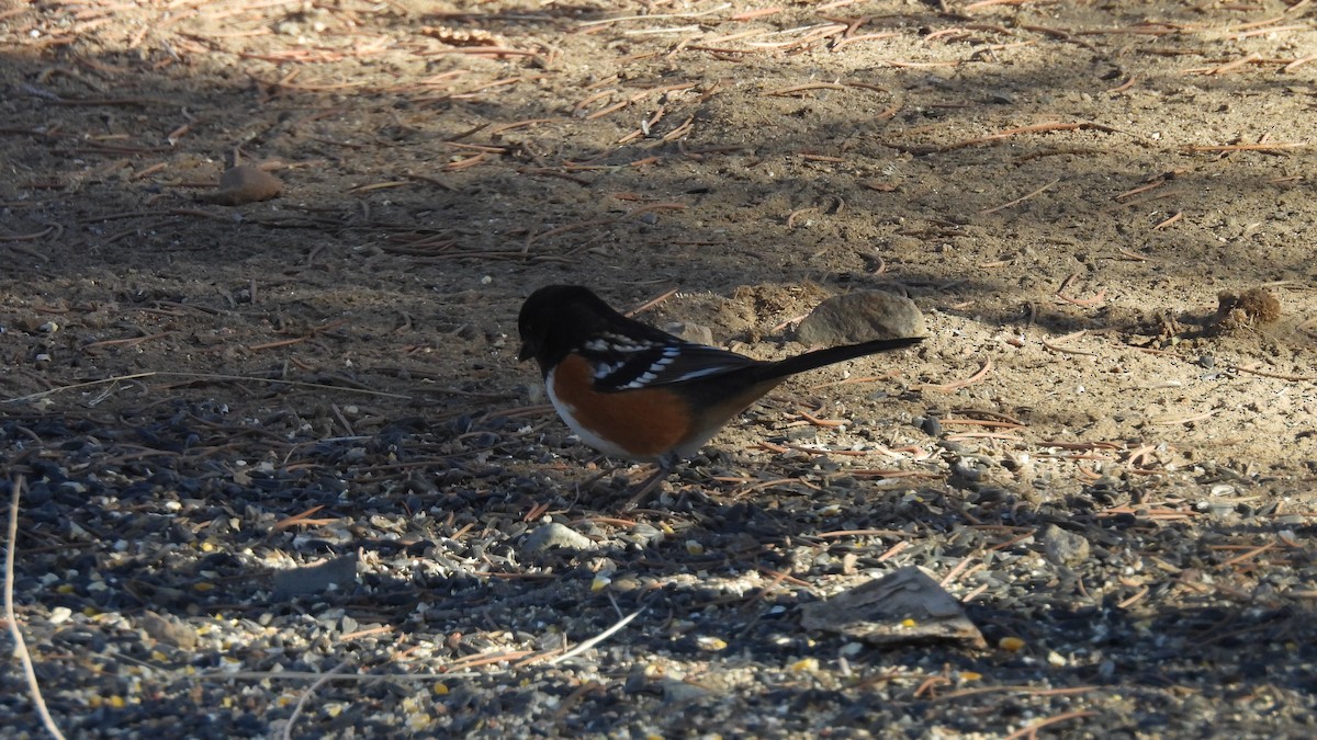 Spotted Towhee - ML646273015
