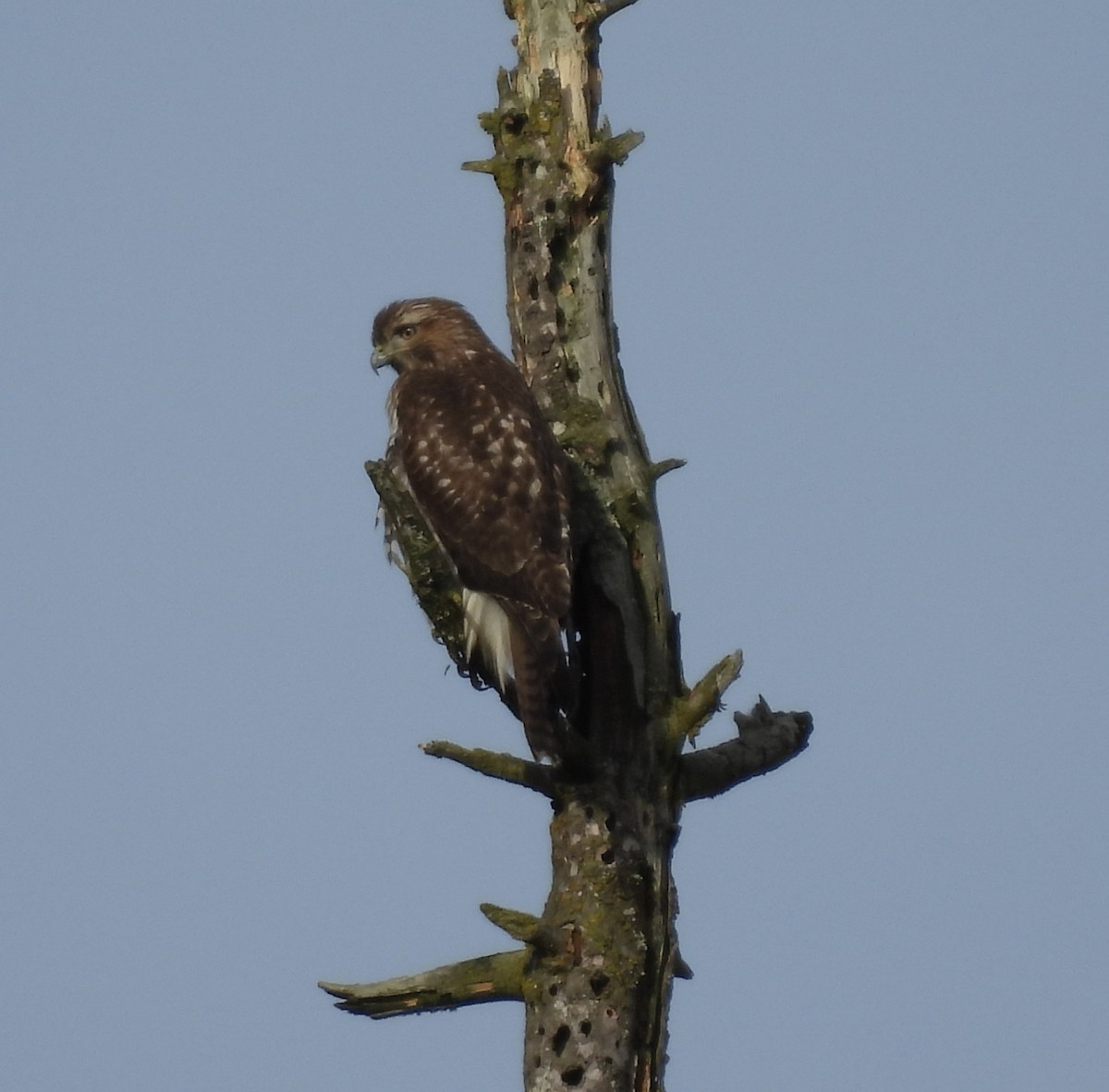 Red-tailed Hawk - ML646273016