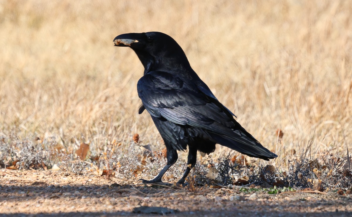 Corvo imperiale - ML646273018