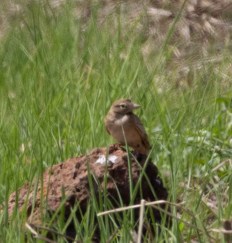 Mongolian Short-toed Lark - ML646273020