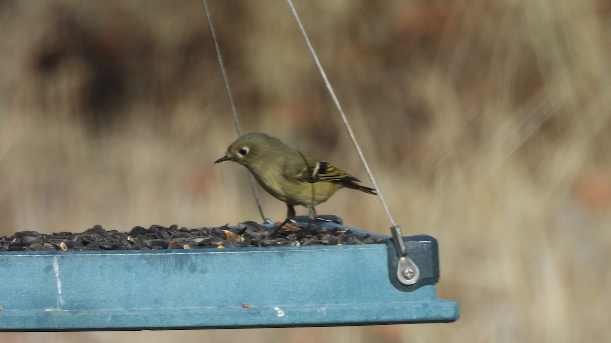 Ruby-crowned Kinglet - ML646273036