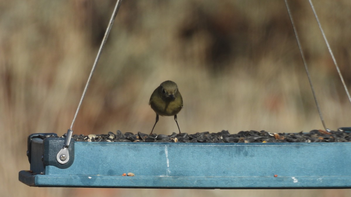 Ruby-crowned Kinglet - ML646273037