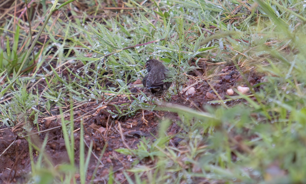 Quailfinch - ML646273040