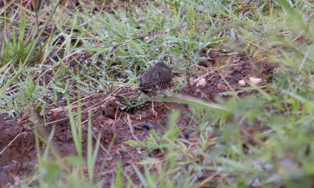 Quailfinch - ML646273041