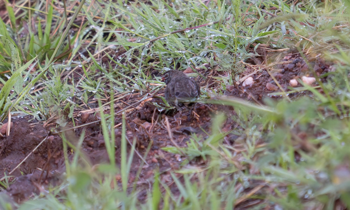 Quailfinch - ML646273042